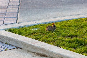 baby rabbit in the grass next to the street