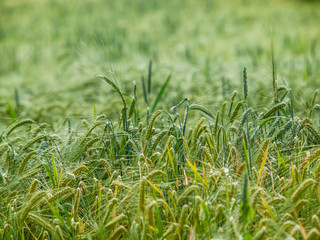 Obraz premium Gerste