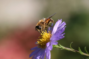 Biene auf Aster