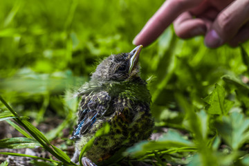 Nestling bird