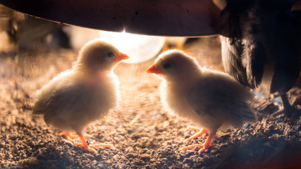 Chick under lamp.