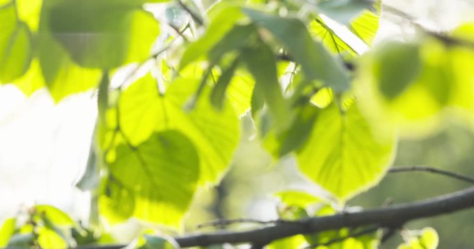 focus pull shot of young linden leaves on branch in spring sunlight, 4k 60fps prores footage