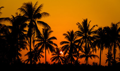 Silhouette coconut palm trees on beach with sunset.