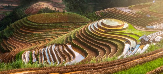 Terraced ricefield in water season in laocai, Vietnam - obrazy, fototapety, plakaty