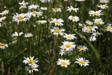 Fototapeta premium Flowers, grass and sky on an Indiana farm in June.