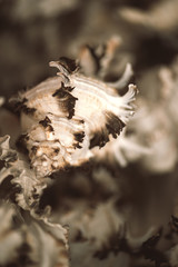 Closeup of seashells. Seashells background