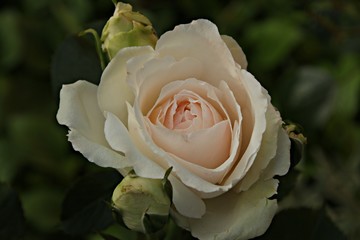 Princess of Wales Rosenblüte