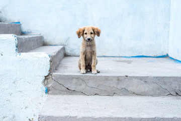 Animal outdoor : A little dog sitting on the stair