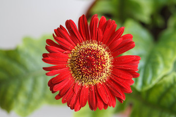 Gerbera