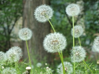 Fluffy dandelion background