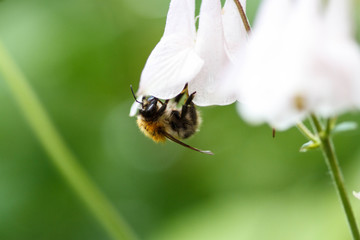 Bumblebee