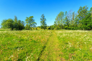 Flowering summer meadow with a footpath