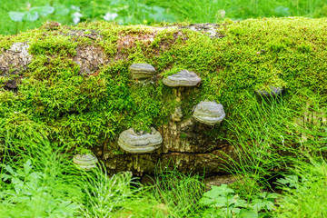 Tinder fungus on an old log in the woods