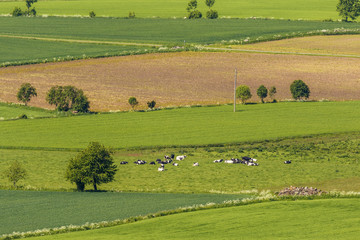 Fototapeta na wymiar Rural view with cows on a meadow in the countryside