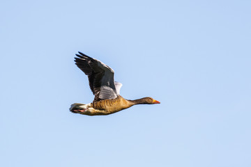 Alone Greylag Goose flying in a blue sky