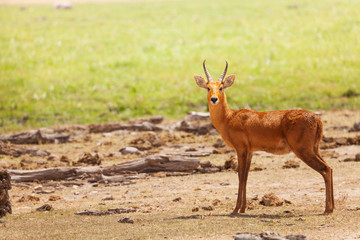 Fototapeta premium Beautiful oribi standing in grassland of savanna