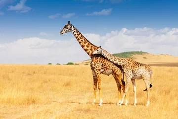 Schilderijen op glas Giraffe and calf standing together in savanna © Sergey Novikov