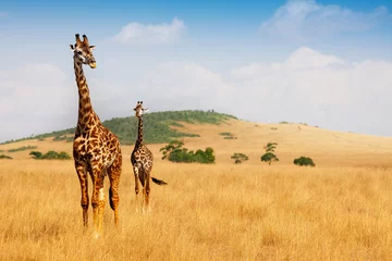 Gordijnen Masai giraffen wandelen in het droge gras van savanne © Sergey Novikov
