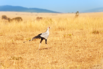 Fototapeta premium Secretary bird hunting its prey in African savanna