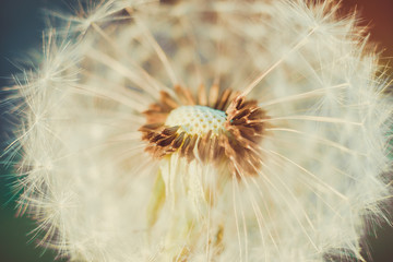 Fototapeta premium Dandelion