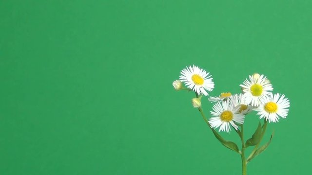 Fiori margherite di prato su sfondo verde chroma key