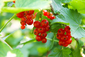 Bright red currant berries on a branch surrounded by green leaves.