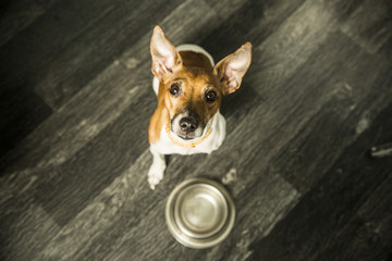 Cute dog