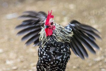 Rooster trying to fly