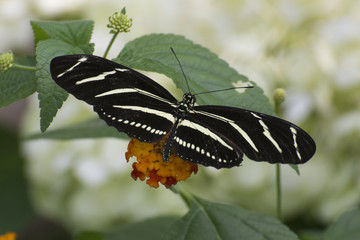 Butterfly 2017-56 / Zebra striped longwing on flowers