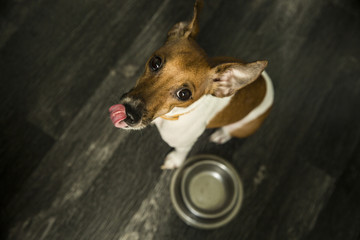 Cute dog