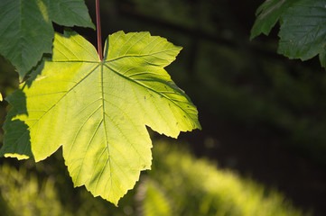 Sunlit single leaf with black blurred background