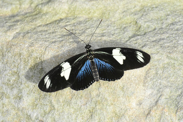 Butterfly 2017-55 / Blue butterfly on a rock