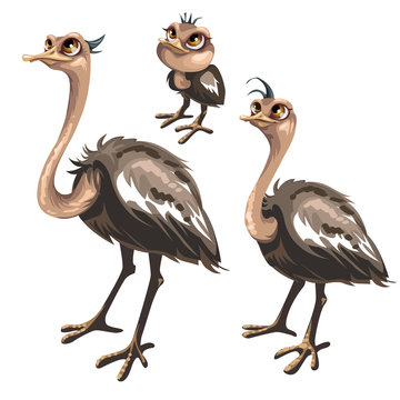 Maturation stages of ostrich, stages of growth