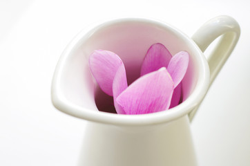 Fototapeta na wymiar Pink cyclamen flowers in white jug
