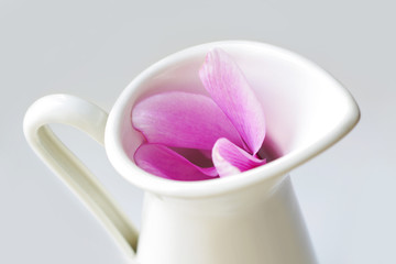 Pink cyclamen flowers in white jug