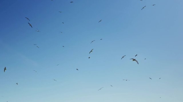 Flying birds with a blue sky background.