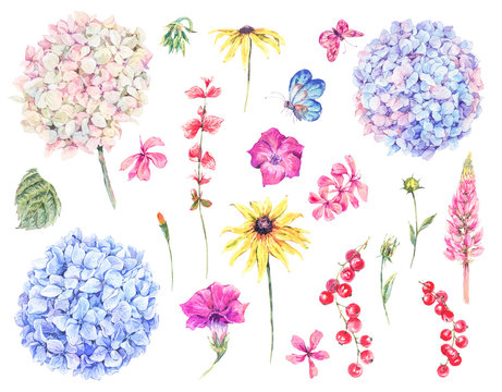 Set of watercolor vintage floral design elements of blooming hyd