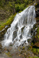 Cascading waterfall in coniferous forest, near Portland Oregon, environmental areas which are threatened by increasing development and pollution