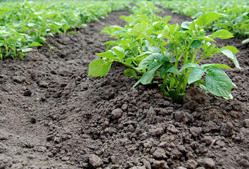 Green potato plant in organic garden.