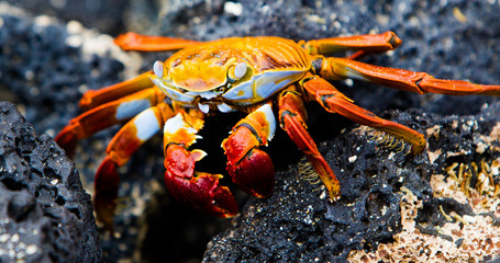 crabe