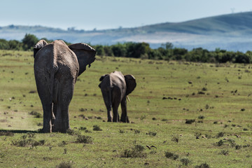 Elephants walking way