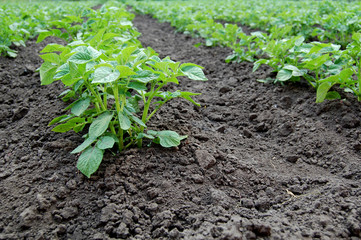 Potato bushes in the garden. Healthy young potato plant in organic garden.
