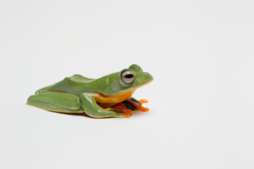 grenouille 3
