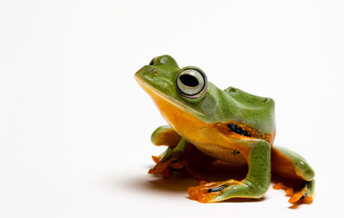 Grenouille