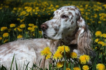 Bright spotty hunting dog portrait on picturesque spring flowers dandellions background, english setter head on natural background