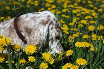 Fototapeta premium Bright spotty dog english setter smelling spring yellow flowers dandellions