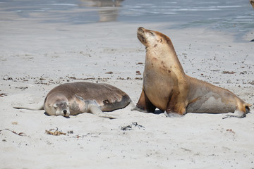 Sea lions on the beach at kangaroo island