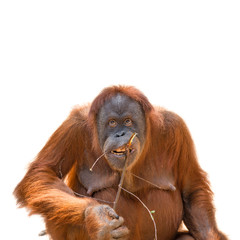 Eating asian orangutan isolated at white background