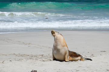 Sea lions on the beach at kangaroo island