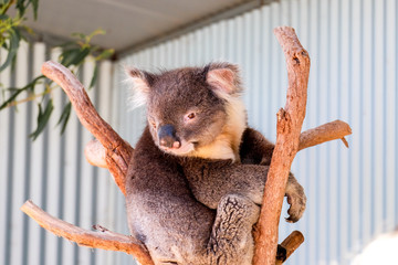 Australian koala between the branches of an eucalyptus tree